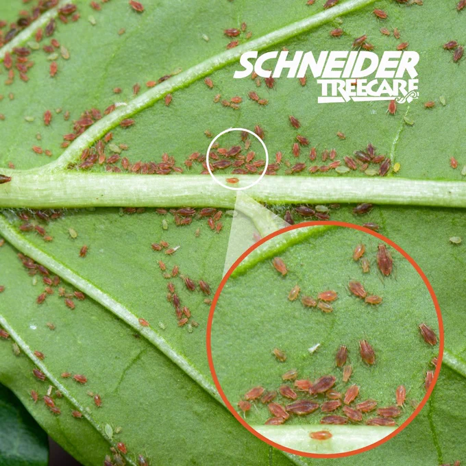 magnified portion of an infested leaf showing how small the aphids are in relation to the leaf's veins