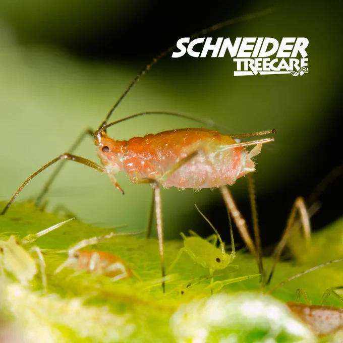 Closeup of brown Aphid on leaf