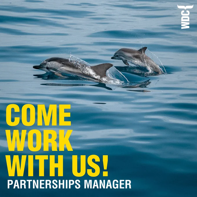 Image of two dolphins.

Text: Come work with us! Partnerships manager 