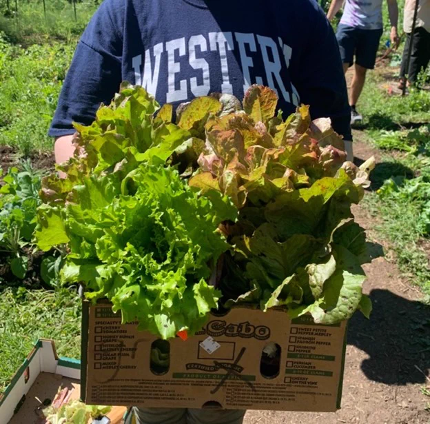 Photo of the lettuce harvest at Western Washington University (WWU). Photo by Terri Terri Kempton.