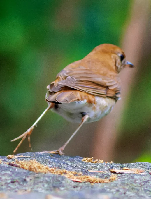 A veery flies over a rock away from camera. Photo by Sandra Beltrao.