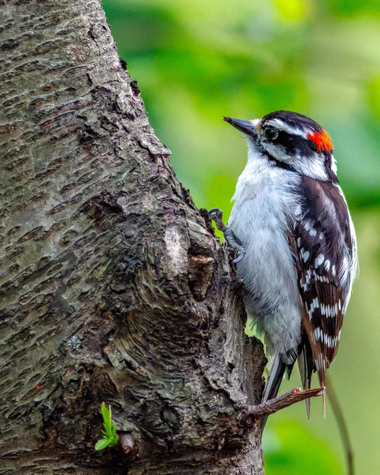 Male downy woodpecker perching over the knot of a tree. Photo by Sandra Beltrao.
