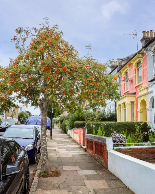A very happy looking tree.