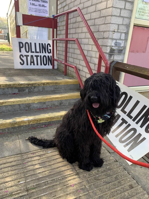Picture shows Doug, a big black Bergamasco sheepdog puppy (7 months old) wearing a red lead. He is sat at the bottom of some steps outside a polling station. There are two Polling stations signs, one beside him and one behind him at the top of the steps.