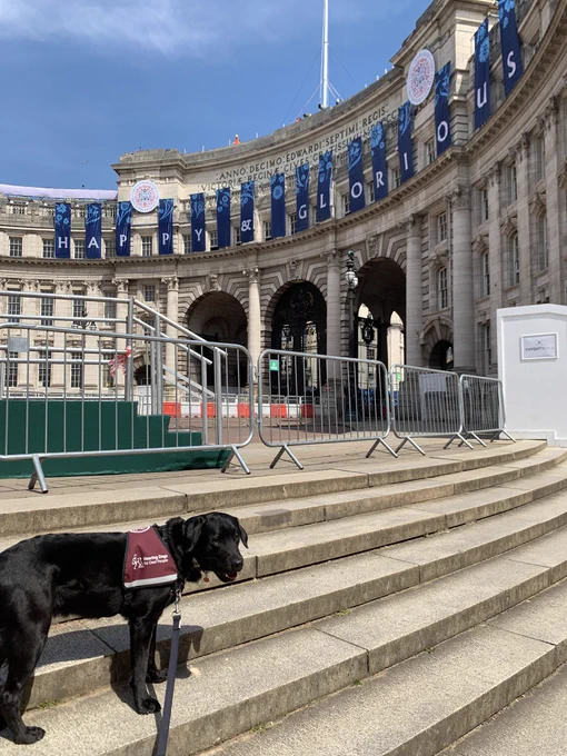 Black Labrador in hearing dogs jacket on the steps of admiralty arch. There are flags on the top of the arch which read ‘happy & glorious’ The coronation emblem is in the centre.