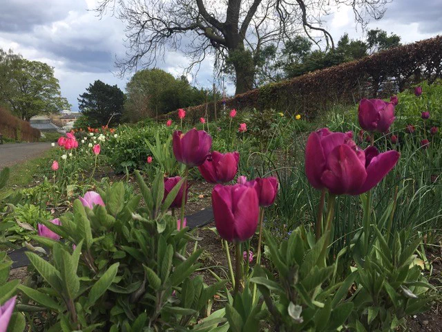 A low shot of flowers in a patch of grass in Glasgow Botanics gardens. There are flowers of multiple colours throughout the picture, but most prominent are purple flowers in the foreground of the shot.