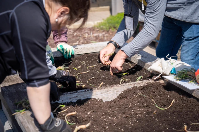 Associates planting onions in a raised bed garden
