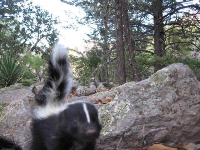 The stench is strong in this one. A baby skunk nears a wildlife cam at Chiricahua National Monument