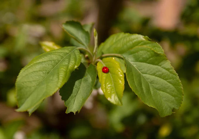 A very red ladybug sits on a very green leaf. Photo by Kenny Eliason on Unsplash.