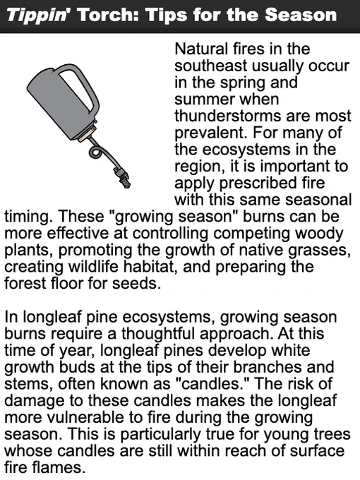Words read, "Tippin' Torch: Tips for the Season. 
Natural fires in the southeast usually occur in the spring and summer when thunderstorms are most prevalent. For many of the ecosystems in the region, it is important to apply prescribed fire with this same seasonal timing. These "growing season" burns can be more effective at controlling competing woody plants, promoting the growth of native grasses, creating wildlife habitat, and preparing the forest floor for seeds.

In longleaf pine ecosystems, growing season burns require a thoughtful approach. At this time of year, longleaf pines develop white growth buds at the tips of their branches and stems, often known as "candles." The risk of damage to these candles makes the longleaf more vulnerable to fire during the growing season. This is particularly true for young trees whose candles are still within reach of surface fire flames."