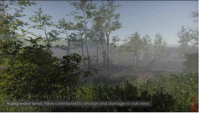 Rising water levels have contributed to erosion and damage to oak trees.