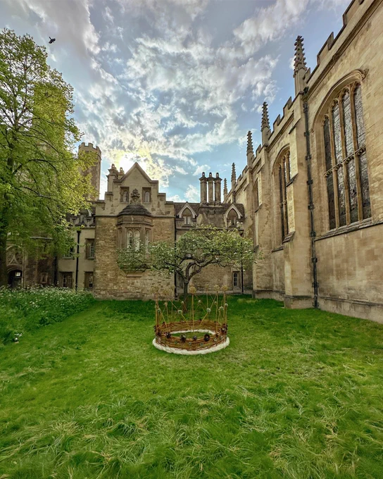 Willow crown at Trinity College, framed by a striking sky