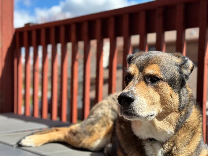 dog lounging on balcony