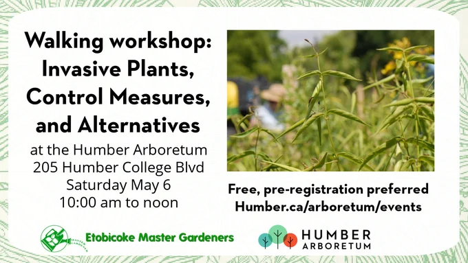Dog-strangling vine grows in a field. Walking workshop: Invasive plants, control measures, and alternatives. At the Humber Arboretum. 205 Humber College Boulevard. Saturday May 6, 10:00 am to noon. Free, pre-registration preferred. Link from the post. Etobicoke Master Gardener logo. Humber Arboretum logo.