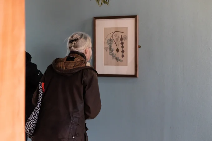 A woman with grey hair tied in a bun looks at a framed painting, hanging on a blue wall. The painting depicts a green tree branch with round-shaped leaves, together with another branch in brown, showing the seed cases of the plant.