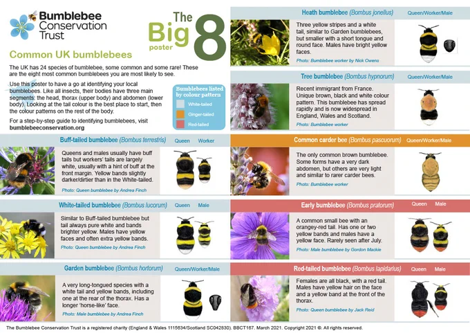 Poster showing illustrations and photos of eight common bumblebee species
