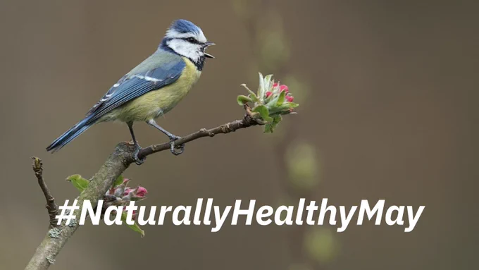 Blue tit on a tree branch. Text reads: “Naturally Healthy May”.