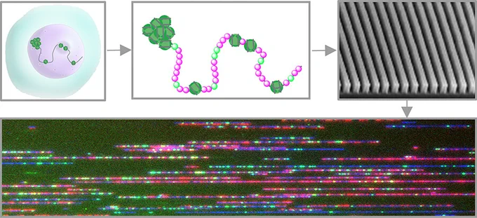 Open chromatin is labeled in the nucleus by a methyltransferase and a fluorescent cofactor. labeled high molecular weight DNA is extracted and stretched for imaging in nanochannel arrays. green genetic tags let us align the molecules to the reference genome and red tags denote open chromatin.