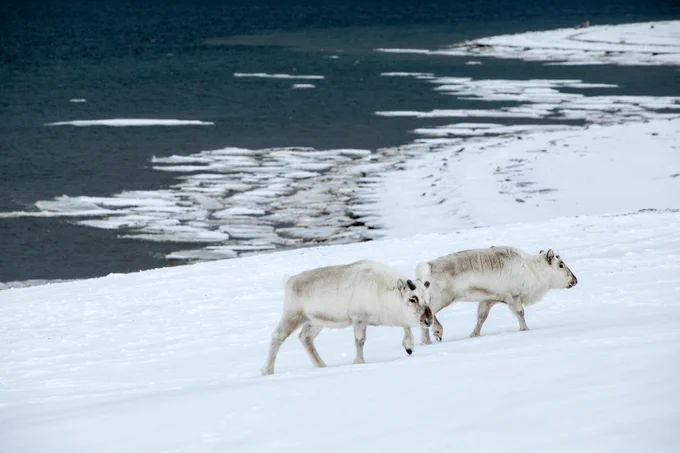 Huippuvuortenpeuroja. Kuva: Marcel Schütz / Svalbard Photography.