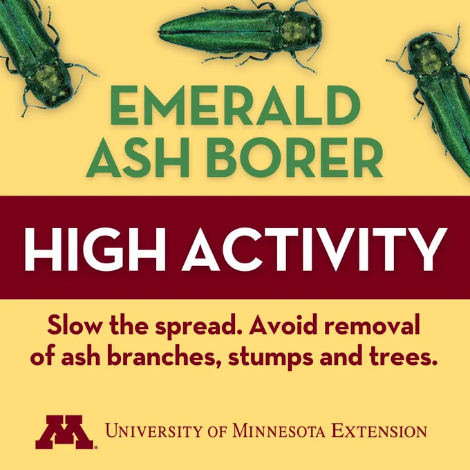 Graphic that says "Emerald Ash Borer High Activity. Slow the spread. Avoid removal of ash branches, stumps and trees."