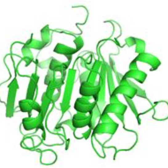 Three dimensional representation of an enzyme, green in colour