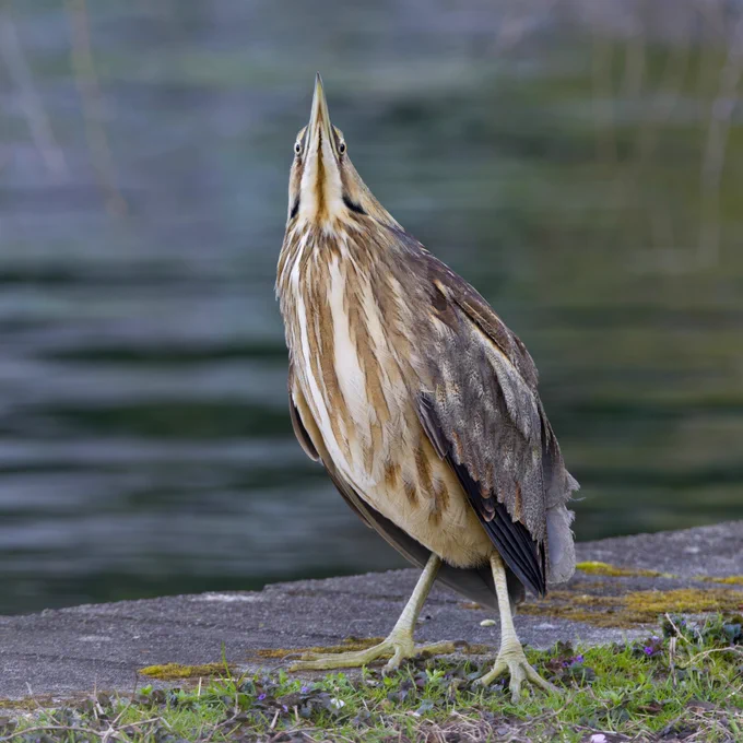 a chunky bird with brown streaks on its belly and cryptic brown plumage on its back and yellow feet standing at the side of a pond looking straight up, its eyes looking down its beak 