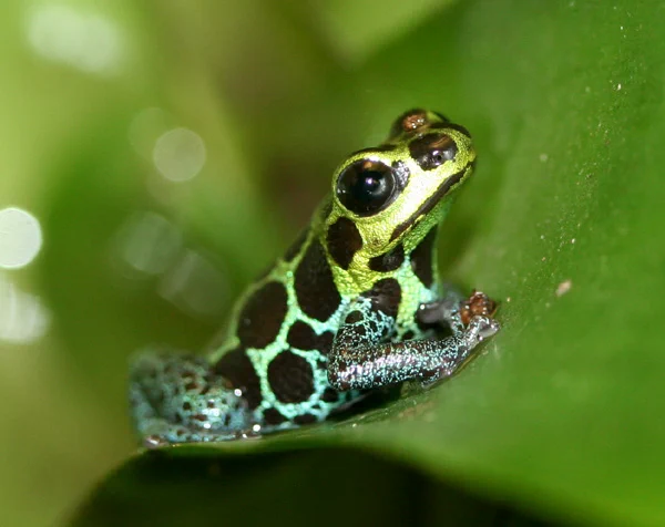 Bright shimmery green and blue frog with large black spots.