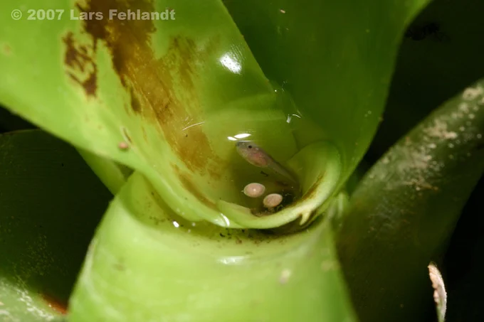 Two eggs and one tadpole in water in the middle of a bromeliad