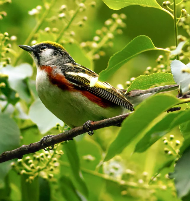Chestnut-sided warbler.