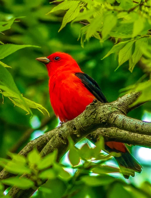 Scarlet tanager.