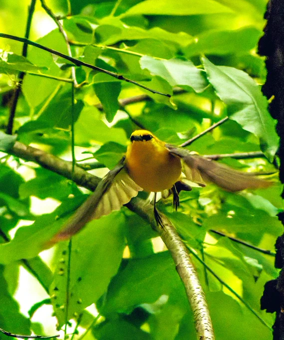 Blue-winged warbler in flight.