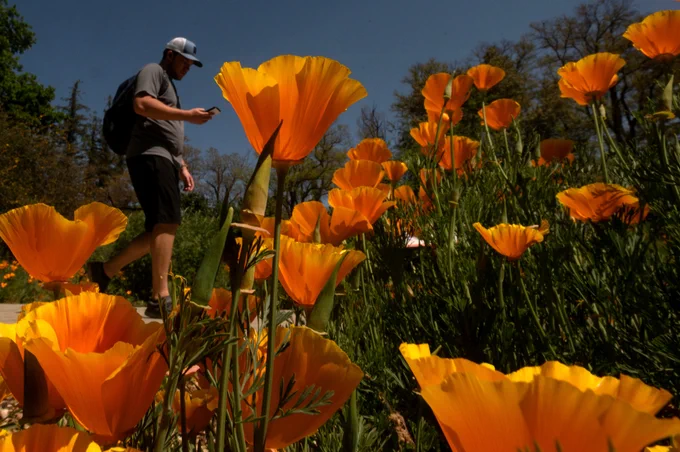 California poppies are blooming in the Arboretum as a student walks by on his cell phone.