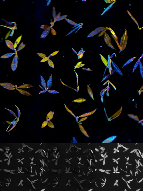 False-color image composed of multi-spectral data
