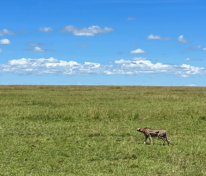 Cheetah hunting in Maasai Mara