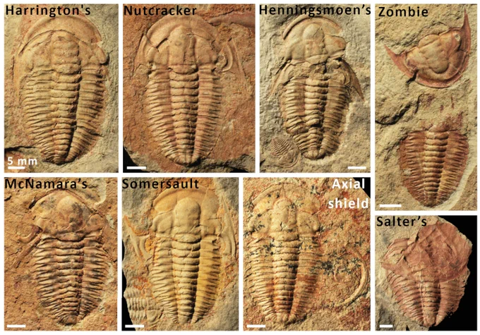 The variety of moulting configurations preserved by specimens of Estaingia bilobata from the Emu Bay Shale. Clockwise from top left:
Harrington’s configuration (SAMA P59487); Nutcracker configuration (SAMA P59512); Henningsmoen’s configuration (SAMA P59513); Zombie configuration (SAMA P59514); Salter’s configuration (SAMA P52810); axial shield with hypostome and rostral plate displaced to right side of trunk (SAMA P59515); Somersault configuration (SAMA P54204); McNamara’s configuration (SAMA P54207). Scale bars are all 5 mm.