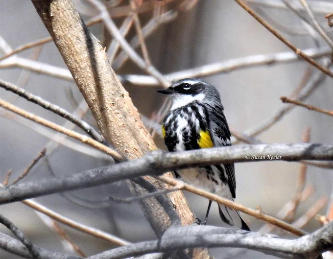 yellow rumped warbler from Season Watch Sue Keeler