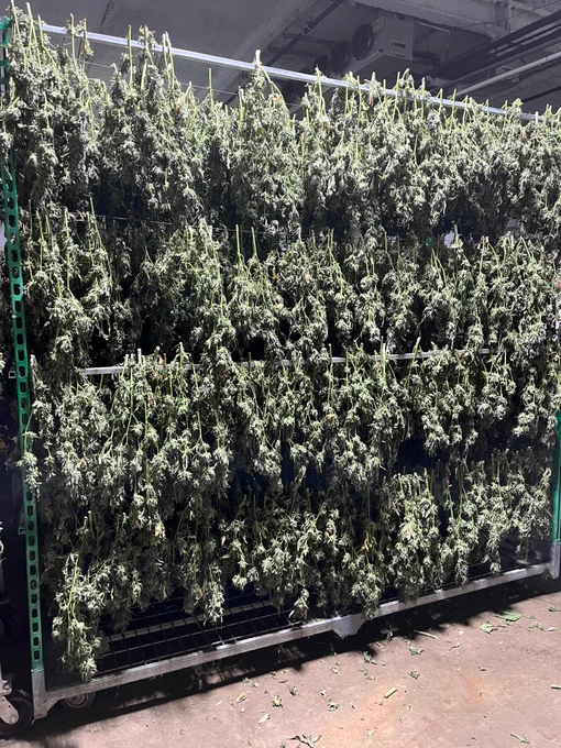 Flower drying.