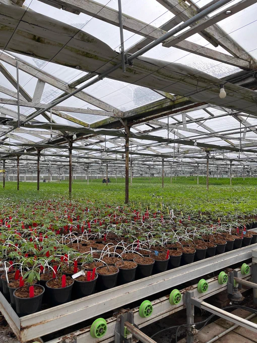 Plants as far as the eye can see. Autumn Brands only uses natural sunlight and is a pesticide-free cultivator.