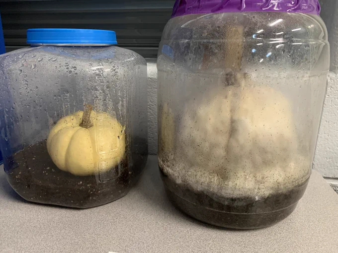 Two pumpkins in plastic contains. One is moldy, one is not.