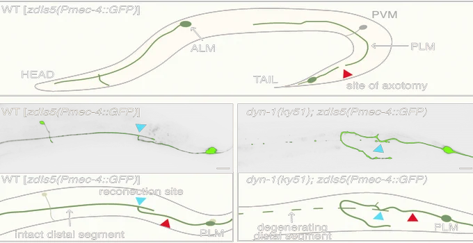 Illustration of the mechanosensory neurons in C. elegans after axotomy. In B, The PLM neuron was cut and successfully fused in the control animal carrying the zdIs5 transgene but unsuccessfully in the dyn-1 animal.