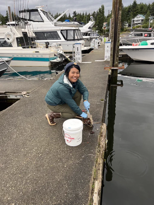 This photo shows a Jessika (a filipino woman) kneeling on a marina dock in Ketchikan Alaska. She's wearing a blue hat, green jacket, green pants, and brown rain boots. She's just pulled a fouling panel out of the water and is using a scraper to clean the sides before placing it into a small white bucket.