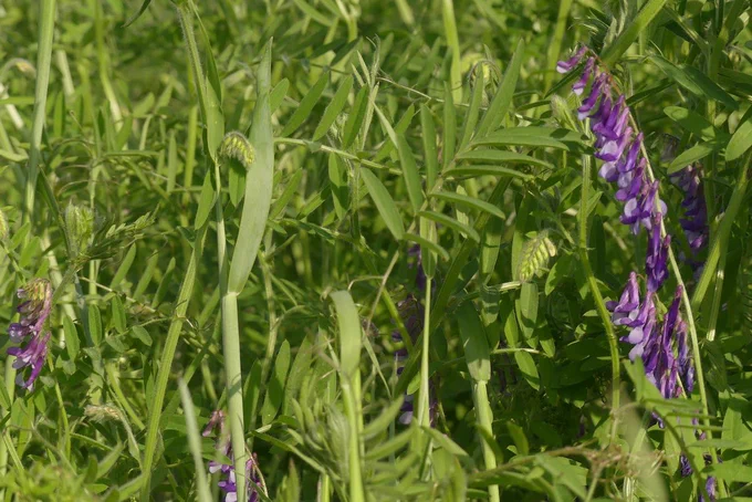 Purple vetch flowers and green vetch vines growing on cereal rye stems.
