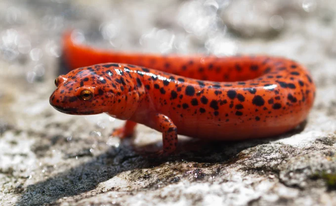 A close-up view of a red colored salamander with black spots.