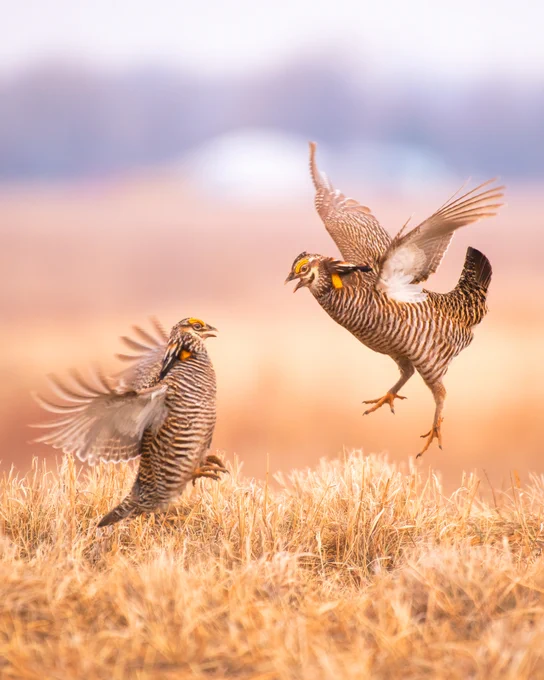 Two greater prairie chickens in the air, flapping their wings in a showdown