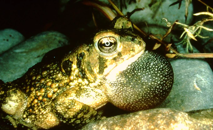 A Fowler's toad. Photo by the DRBC.
