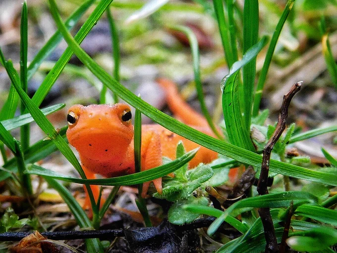A red spotted newt. Photo by Janice Annunziata.