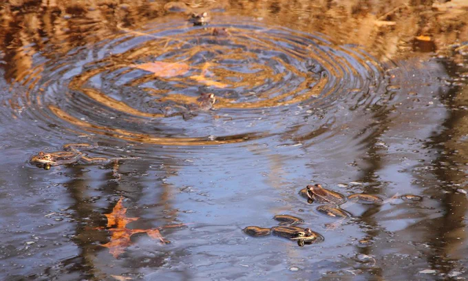 Frogs in a vernal pool. Photo by Jill Dodds.