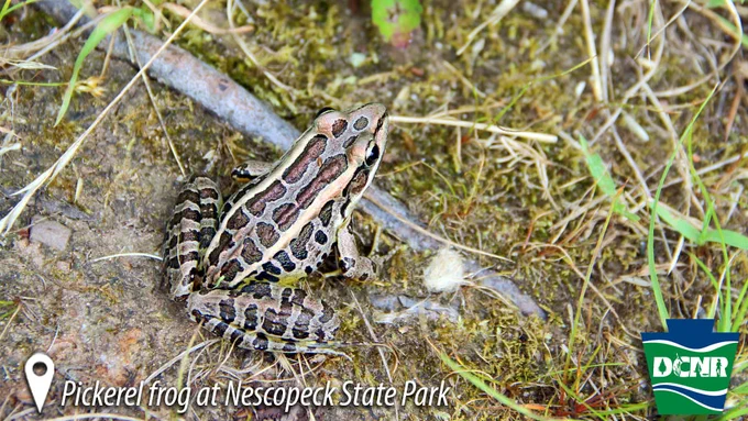 A small frog with a slender body and many squarish spots on its back and legs sits on the ground amongst moss, roots, grass, and dirt. Text: Pickerel frog at Nescopeck State Park