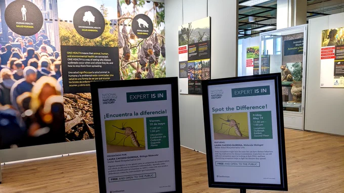 Signs in English and Spanish promoting "Expert is in" for Laura Caicedo-Quiroga's visit to the Outbreak Exhibit at NMNH.