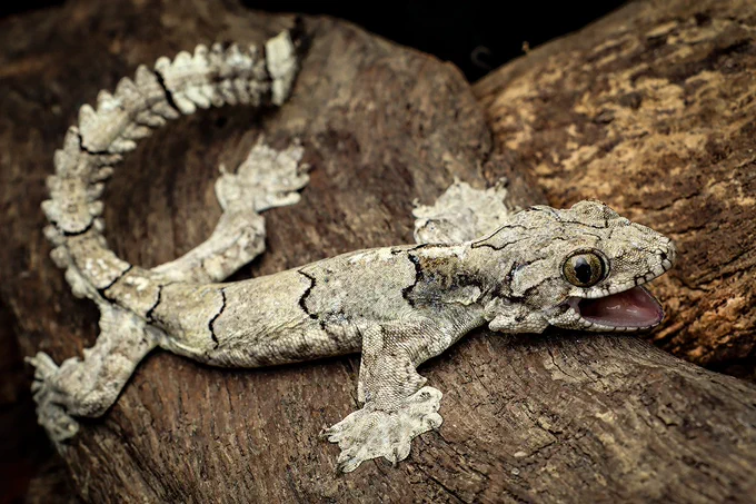 A new species of parachute gecko was just discovered in northeastern India. SOURCE: Hmar Tlawmte Lalremsanga et al.